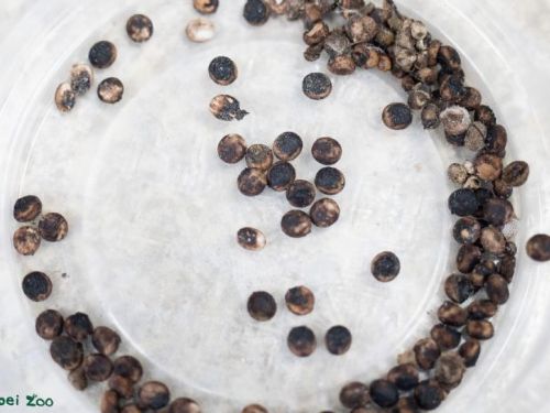 冬日來襲！昆蟲們的溫馨生存智慧：用小小觸角感受世界的冬季生存術